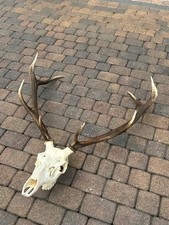 Corna di cervo, cervo, corna