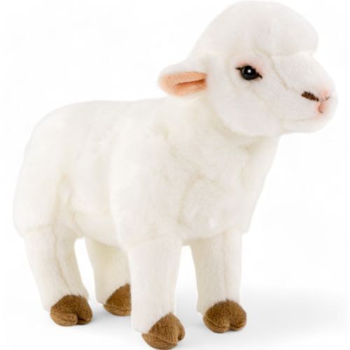 Pecora agnello piedi - pecora,, ca