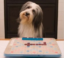 Ebook addestramento cani su