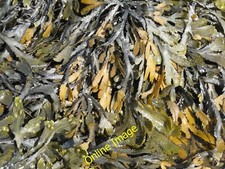 Photo 12x8 Brown algae at