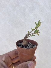 Delosperma Napiforme  Caudex / Rare Plant / Collection Plant