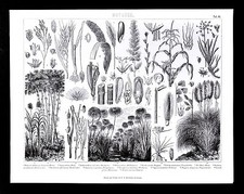 1874 Quadri Stampa Botanica -