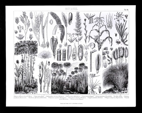 1874 quadri stampa botanica - quadri,