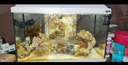 Acquario completo usato con - acquario,