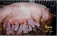 Cartolina Di Maialini