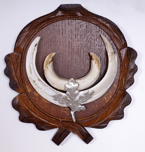 Bellissimi denti cinghiale - bellissimi, di