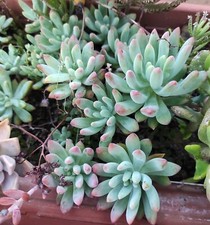 🪴❤️1 TALEA GRAPTOSEDUM