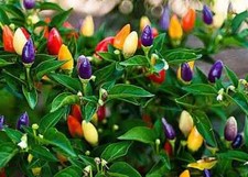 SEMI DI PEPERONCINO ARCOBALENO  Capsicum Annuum 20PZ