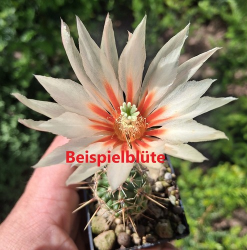 Echinocereus papillosus cactus