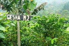 Caffè Panama Geisha in grani