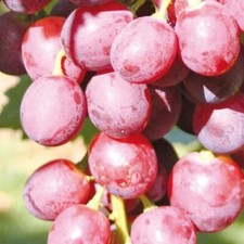 Vite swenson red uva - swenson,