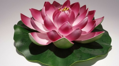 Fiore loto ninfea - ninfea, rosa