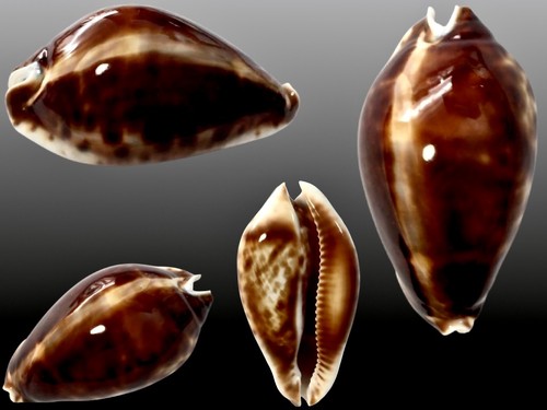 Cypraea zoila friendii - cypraea,,