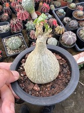 1pz La pianta di caudex alla