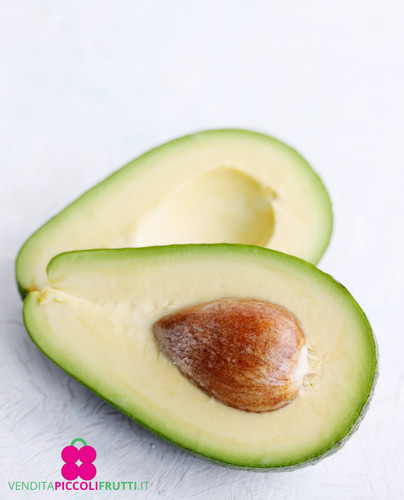 Pianta avocado persea - pianta, di