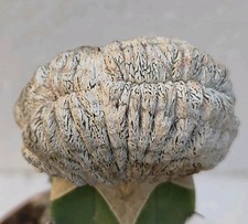 Astrophytum myriostigma onzuka cristate broad crest