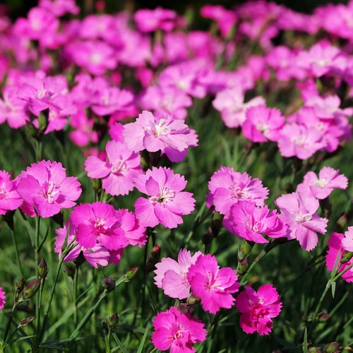 Dianthus gratianopolitanus