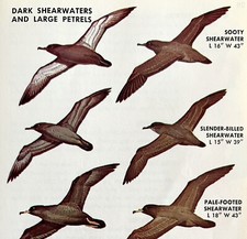 Shearwaters & Petrels Birds