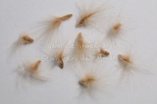 OLEANDRO - NERIUM OLEANDER, 10