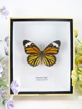 Common Tiger - Bellissima farfalla preparata in 3D - qualità museale