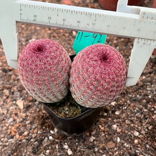 Pianta cactus succulenta 6 - cactus,