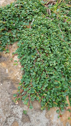 Cotoneaster dammeri green - dammeri, 'green