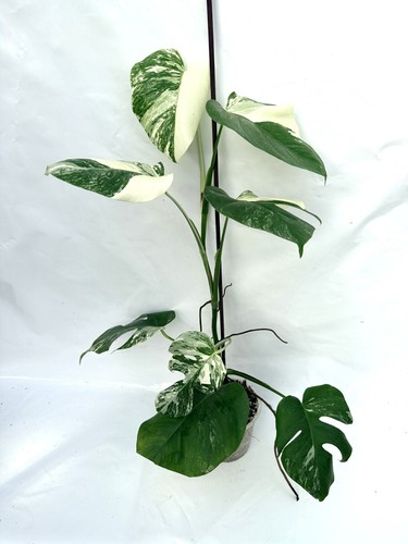 Monstera albo variegata exact - variegata,