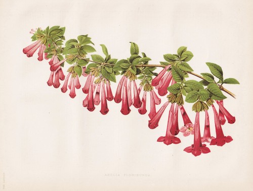 Abelia floribunda abelie - floribunda,