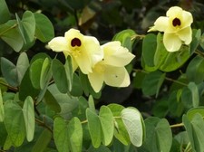Bauhinia Tomentosa 15 Seeds