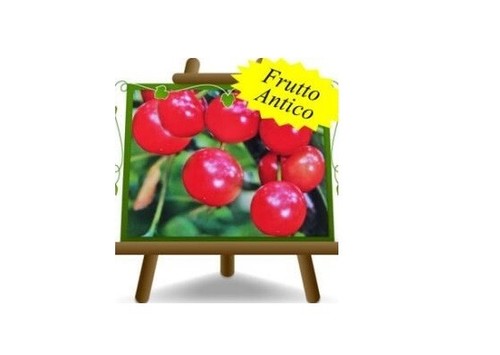 Ciliegio acido visciola - visciola, di