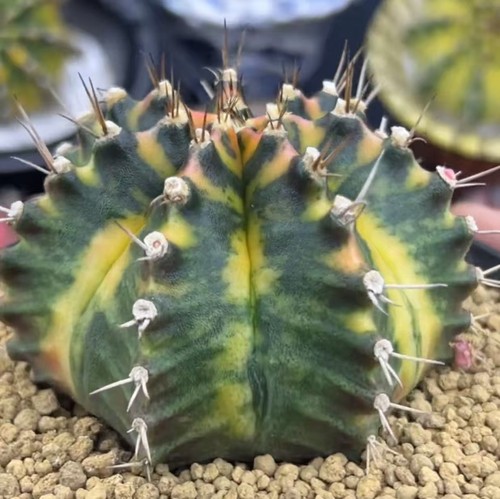Gymnocalycium mihanovichi