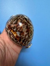 105 mm | Cypraea Tigris