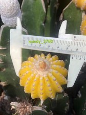 Discocactus horstii variegate succulente cactus decorazione giardino boutique 4-6 cm