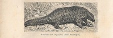 Stampa antica PANGOLINO CINESE Manis pentadactyla 1884 Antique Print