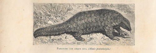 Stampa antica pangolino cinese - antica,