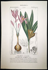 1831, TURPIN ORIGINALE ENGR. BELLISSIMO ANTICO ACQUERELLO COLCHICUM AUTUNNALE XW8