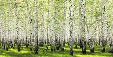 Quadro Foresta della Betulla