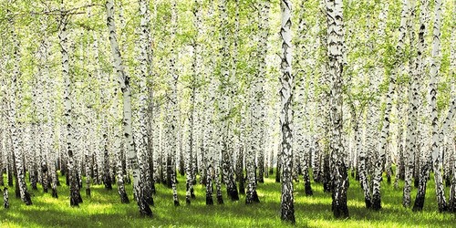 Quadro foresta della betulla - quadro,