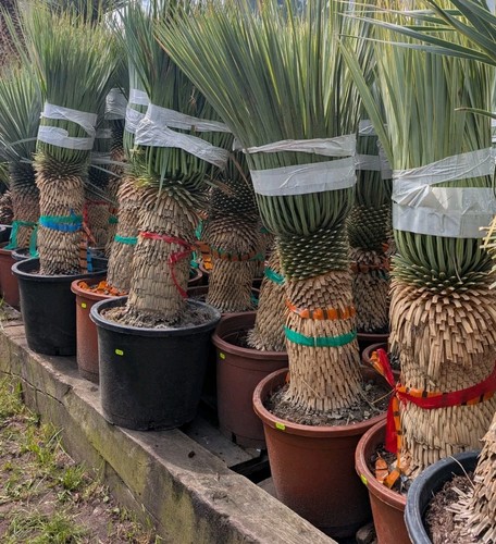 Yucca rostrata tronco spesso - yucca,