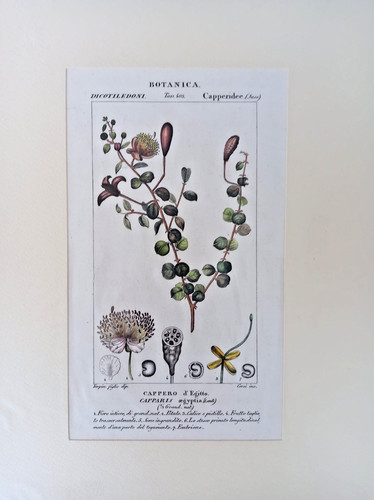 Stampa antica botanica - stampa, cappero