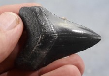 Megalodonte denti di squalo