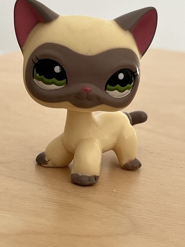 Siamese shorthair cat 1116 - siamese,