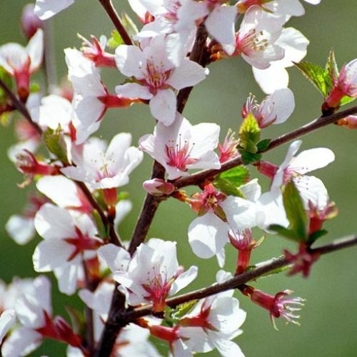 Pianta prunus tomentosa - 1,