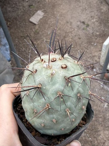 Pianta cactus succulenta - pianta,