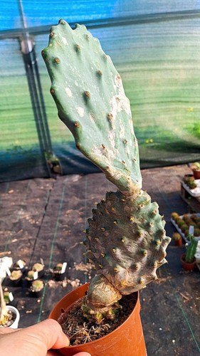 Opuntia gomei innestata - , cactus