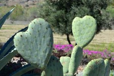 Pala di fico d'india a forma di cuore - Opuntia ficus indica 1pz.