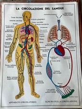 Tavola anatomica anni 60/70