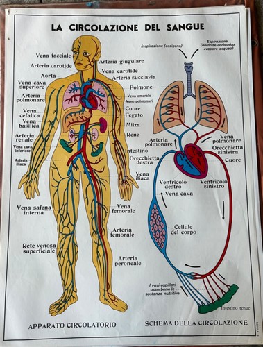 Tavola anatomica anni 70 - anatomica, 60/70