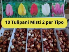 Bulbi di TULIPANI DARWIN  in MIX 10 tulipani misti 2 per colore