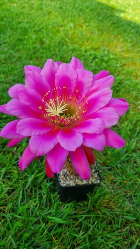 ***Trichocereus***Ibrido***Fio